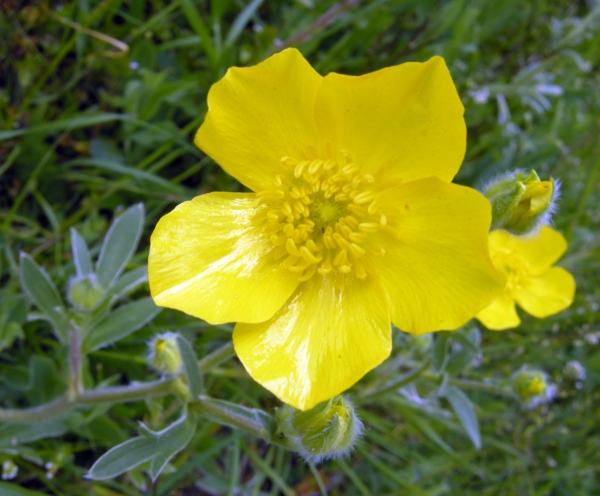 Ranunculus monspeliacus / Ranuncolo di Montpellier